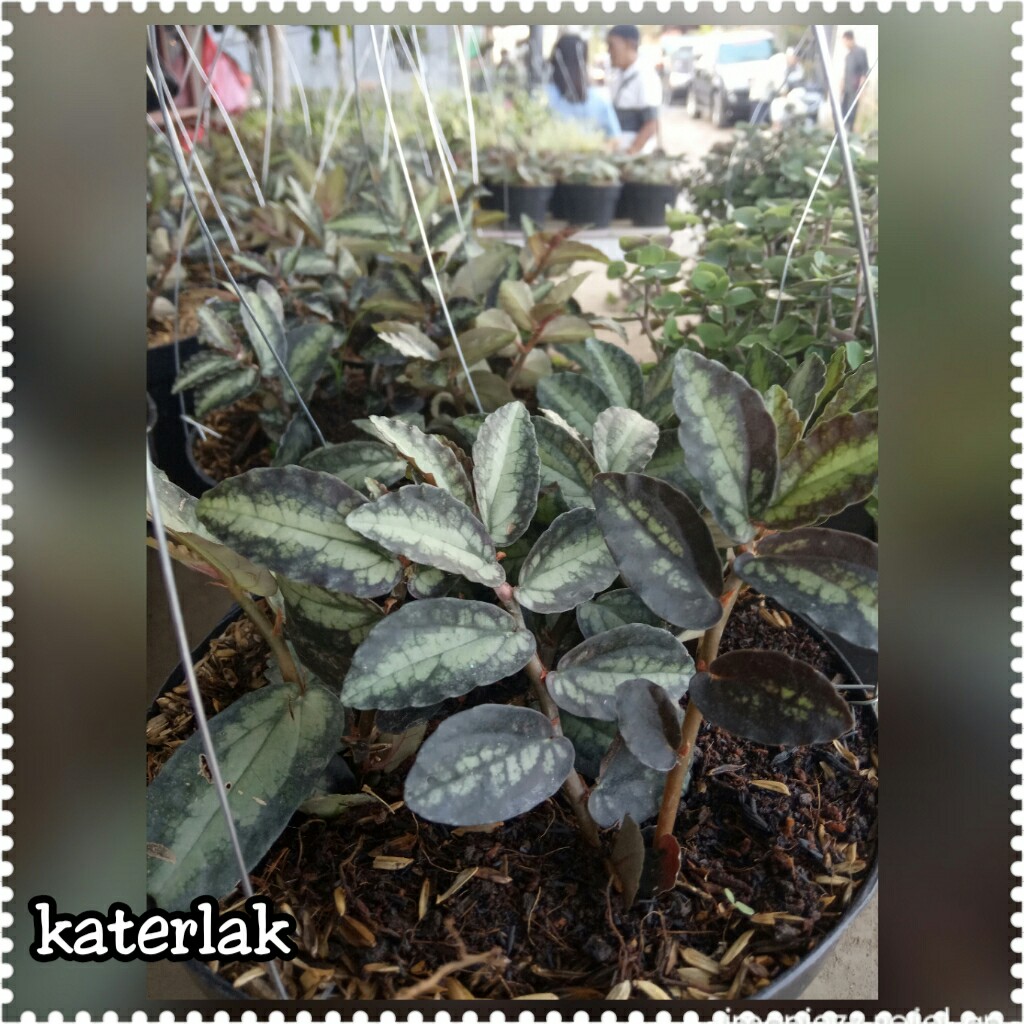 KATERLAK