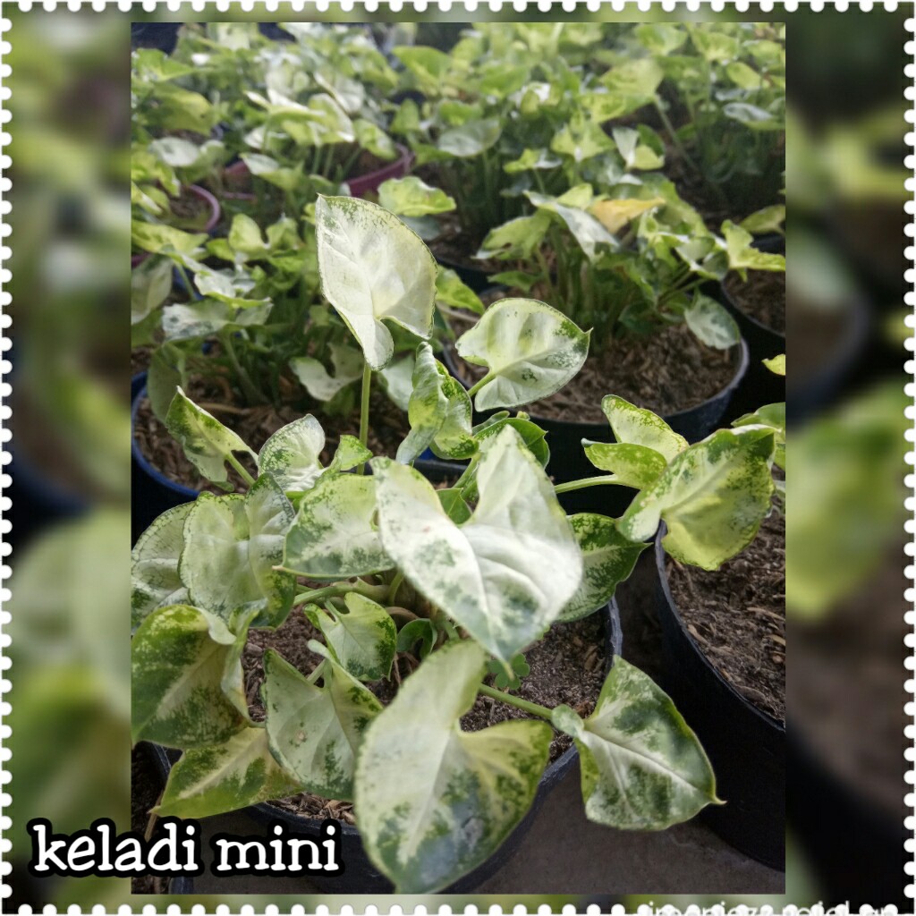 KELADI MINI