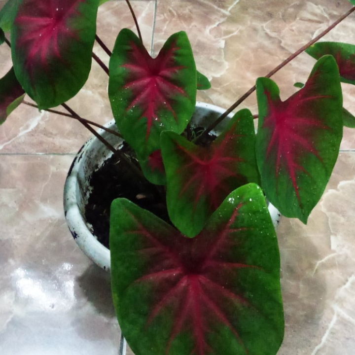 KELADI RED STAR