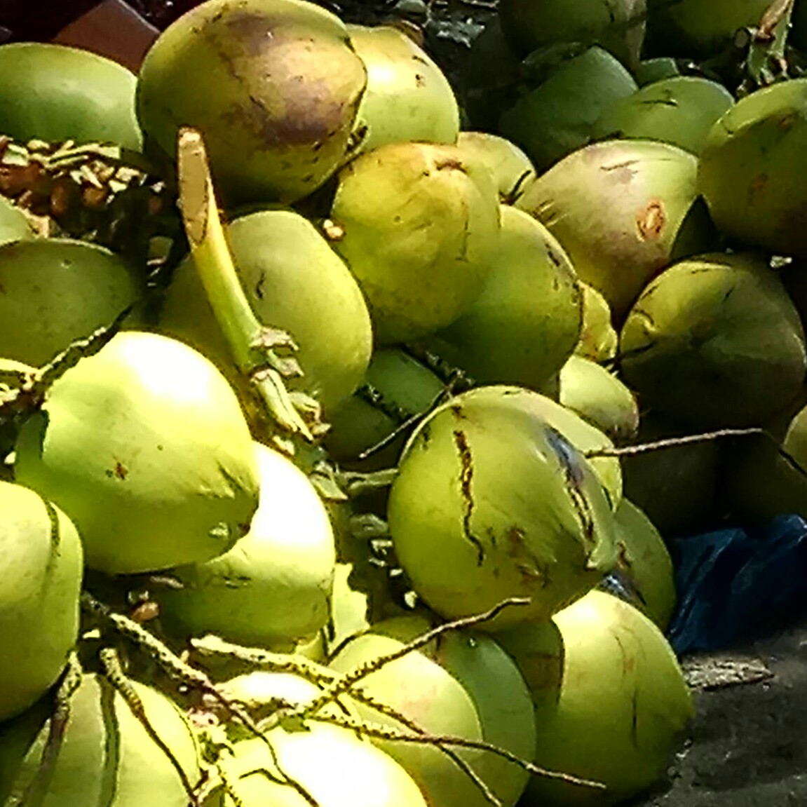 KELAPA MUDA