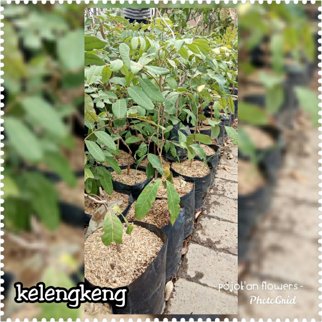KELENGKENG