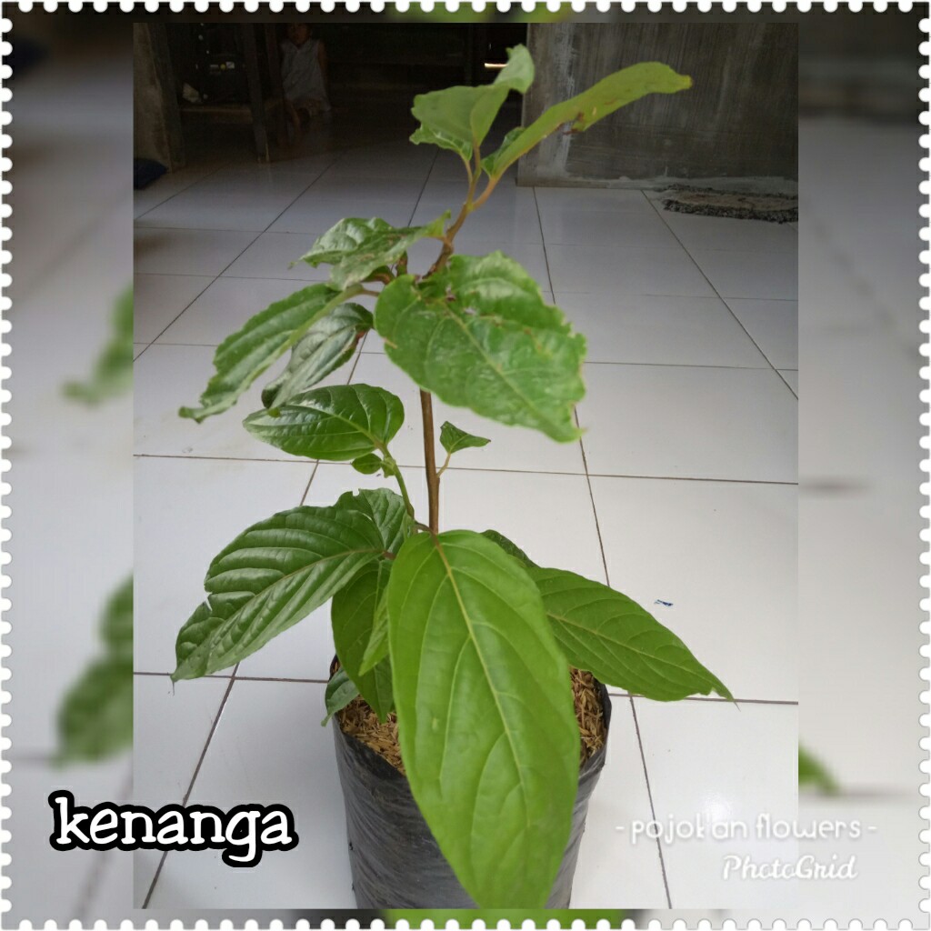 KENANGA
