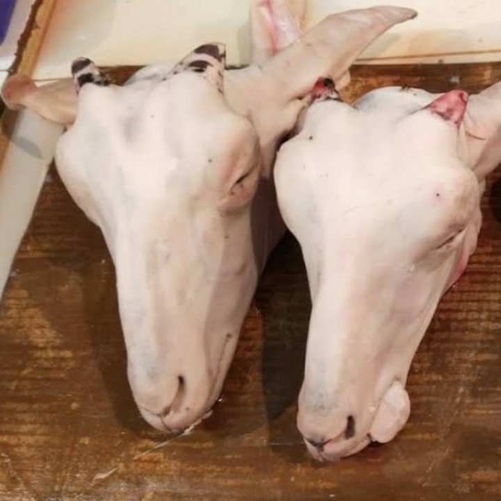 KEPALA SAPI LOKAL 