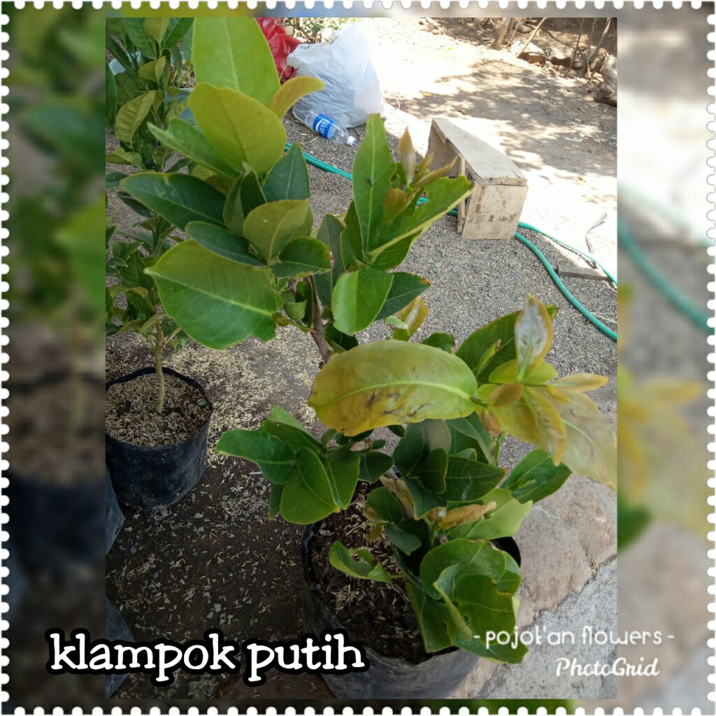 KLAMPOK PUTIH