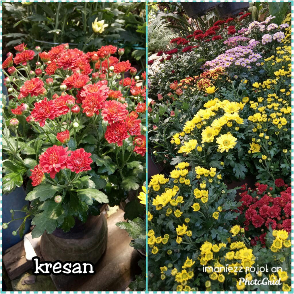 KRISAN
