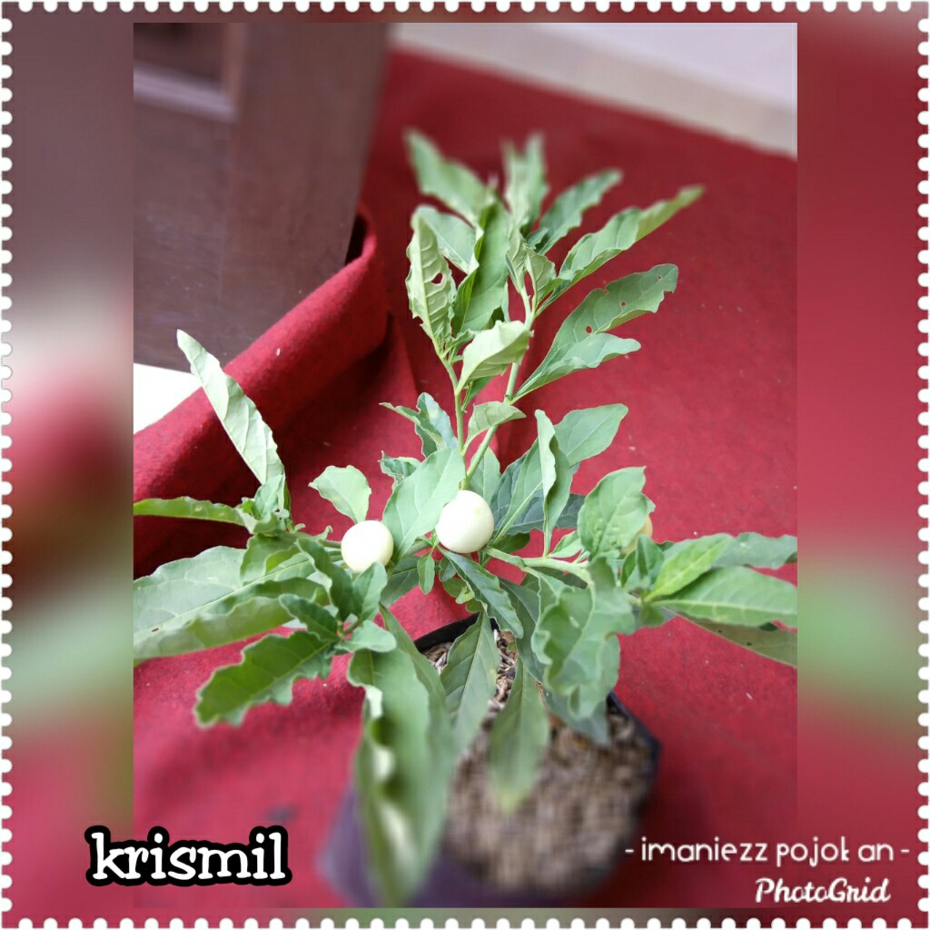 KRISMILL