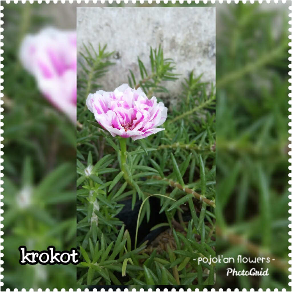 KROKOT