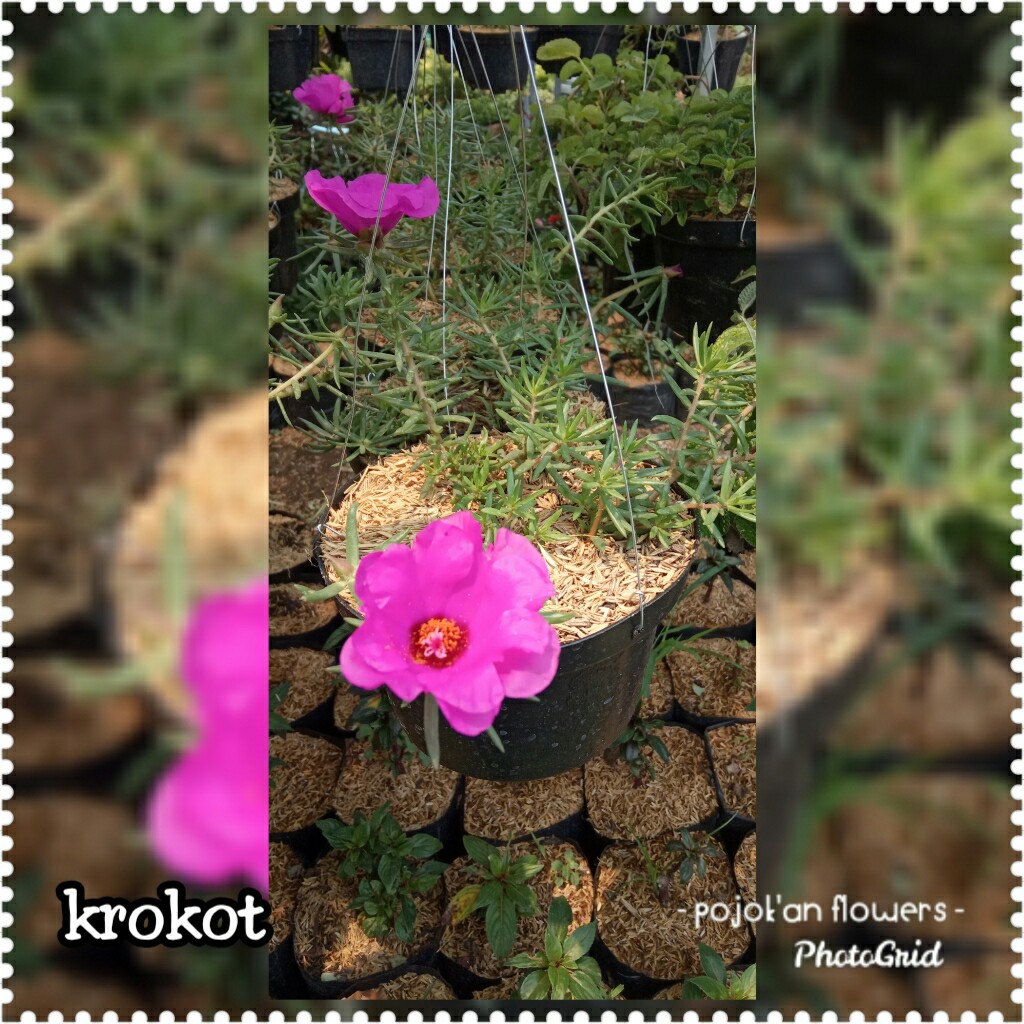 KROKOT