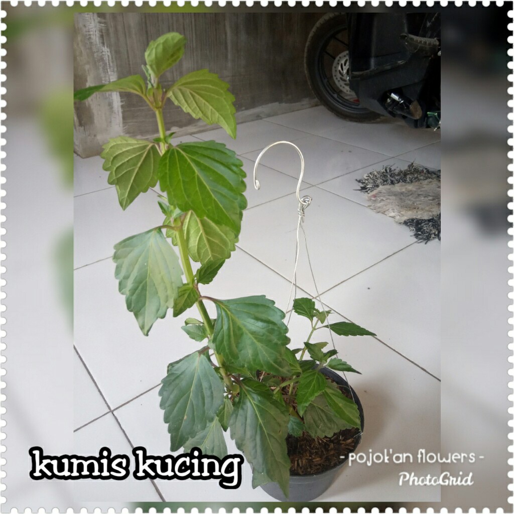KUMIS KUCING