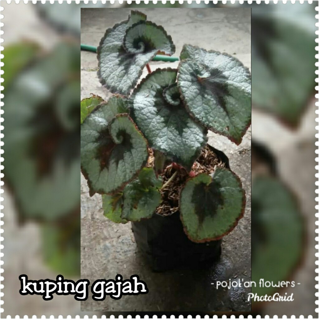 KUPING GAJAH
