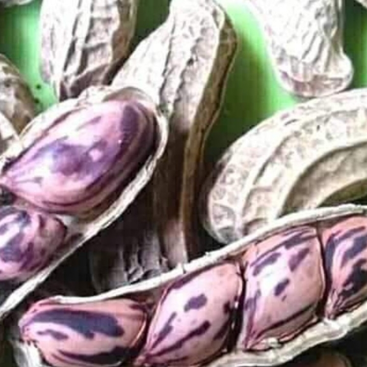 Kacang Batik