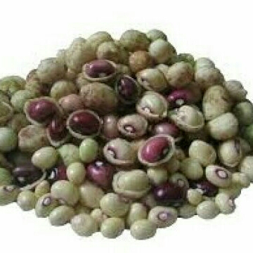 Kacang Bogor