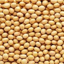 Kacang Kedelai Impor