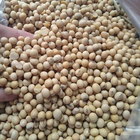 Kacang Kedelai Lokal