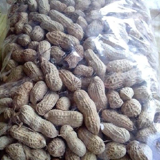 Kacang Kulit