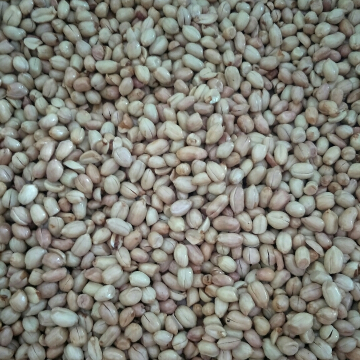 Kacang Masen