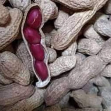Kacang Merah