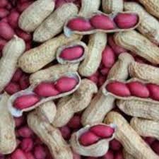 Kacang Merah