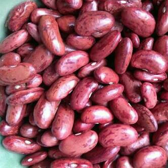 Kacang Merah