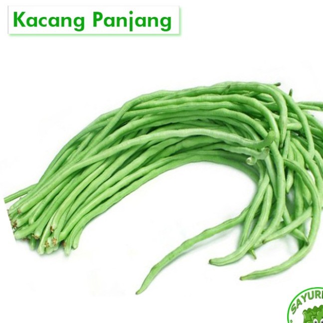 Kacang Panjang