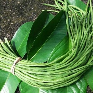 Kacang Panjang