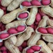Kacang Tanah Merah