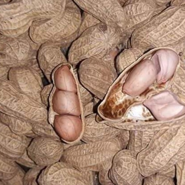 Kacang Tore Putih