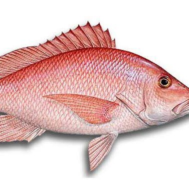 Kakap Merah
