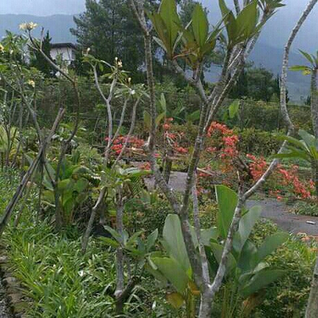 Kamboja - Rp 80000