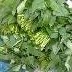 Kangkung