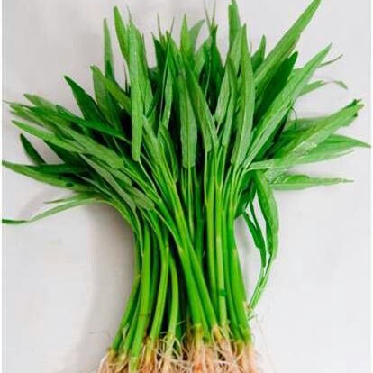 Kangkung
