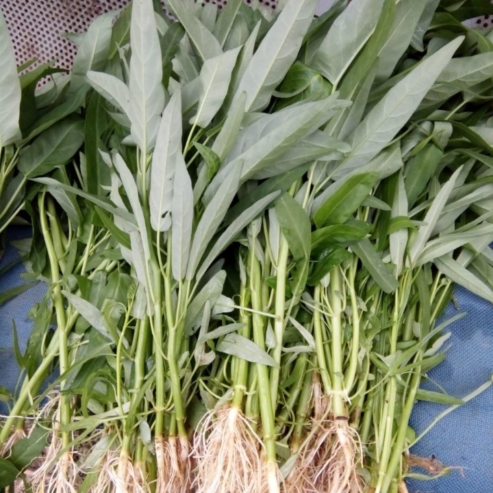 Kangkung