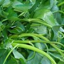 Kangkung 1 Kg