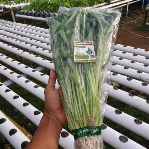 Kangkung Hidroponik