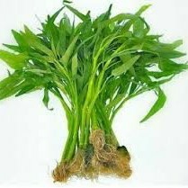 Kangkung Organik