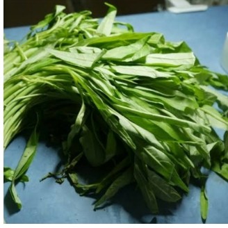 Kangkung Segar 1 Ikat