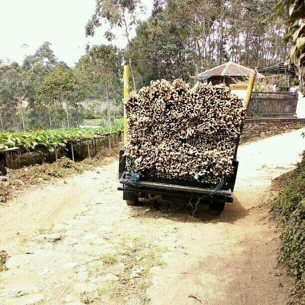 Kayu  2