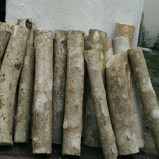 Kayu Ular 