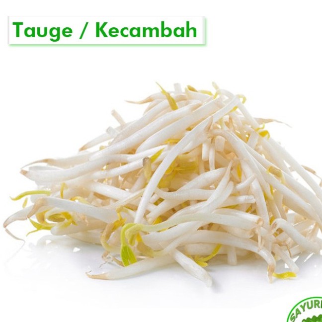 Kecambah Tauge Strong