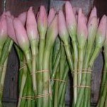 Kecombrang 1 Kg