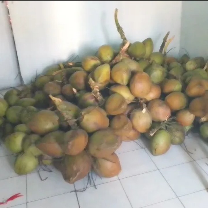 Kelapa Butir