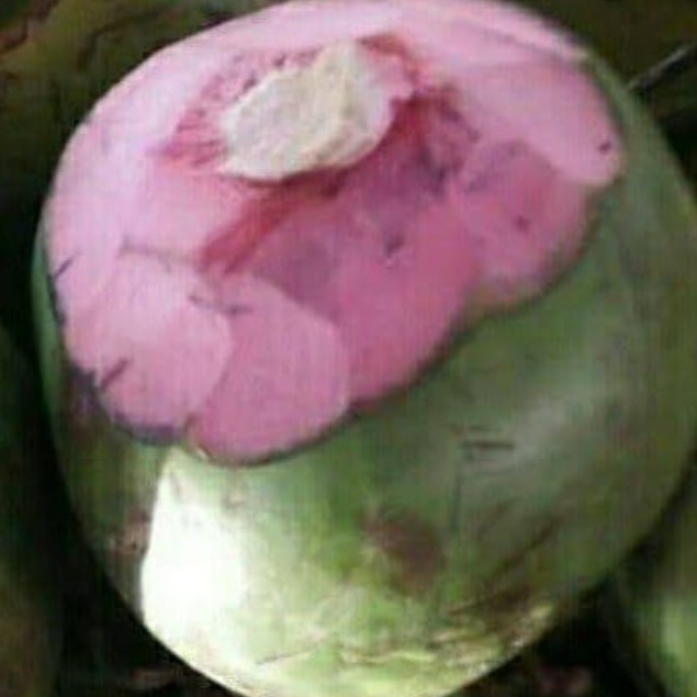 Kelapa Cungap Besar