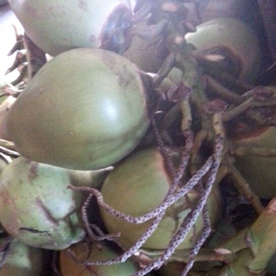 Kelapa Hijau Asli