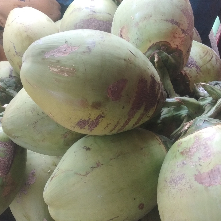 Kelapa Muda Murni
