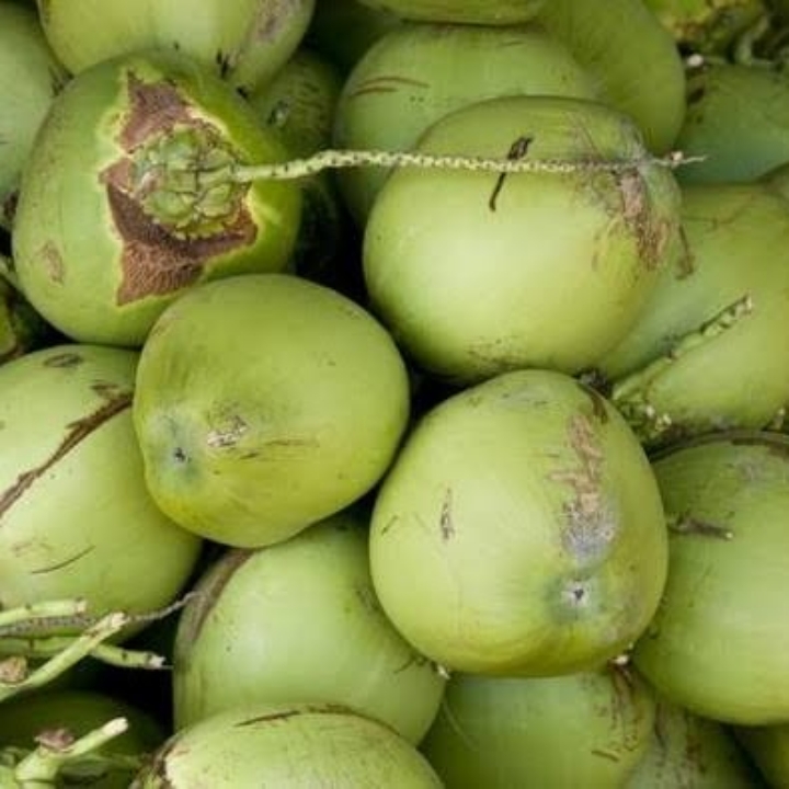 Kelapa Muda