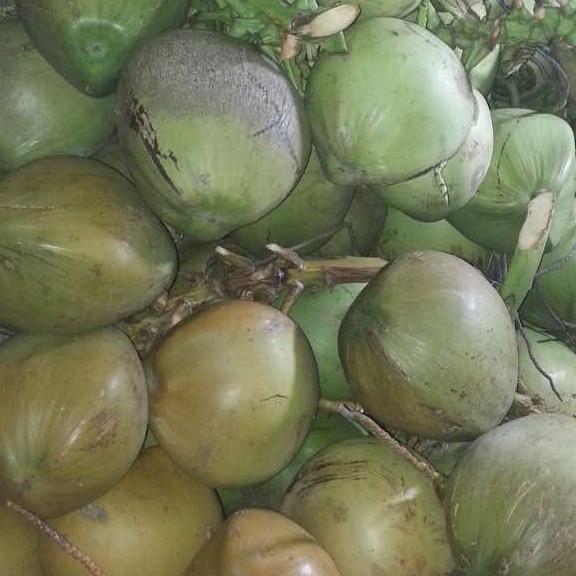 Kelapa Muda