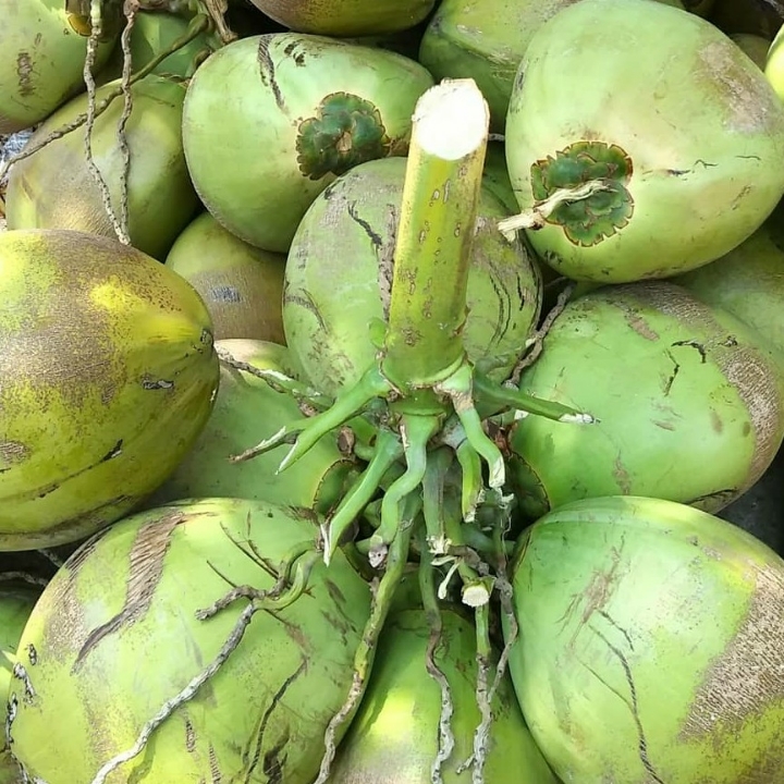 Kelapa Muda Satuan