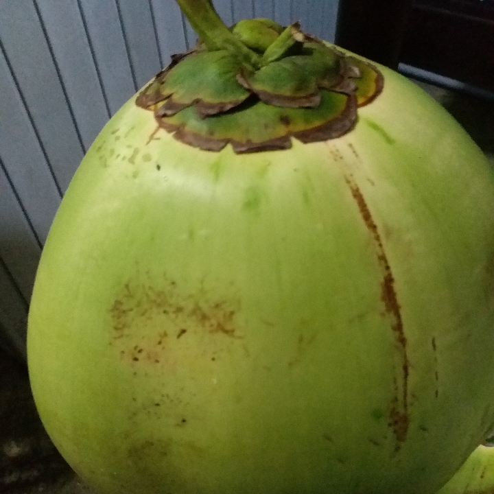 Kelapa Muda Utuh