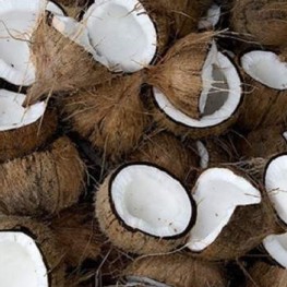 Kelapa Santan 1 Bulir