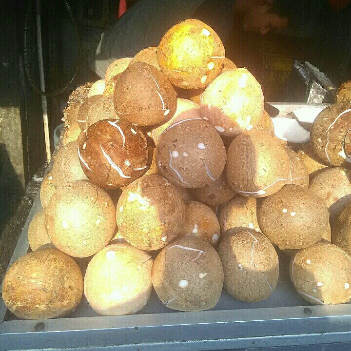 Kelapa Tua -PK-
